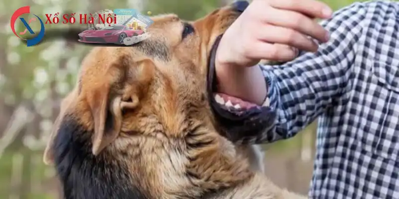 Nằm Mơ Thấy Chó Cắn Vào Tay Đánh Số Gì