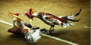 Đá Gà CPC1 Tại Bongvip